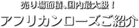 アフリカンローズご紹介