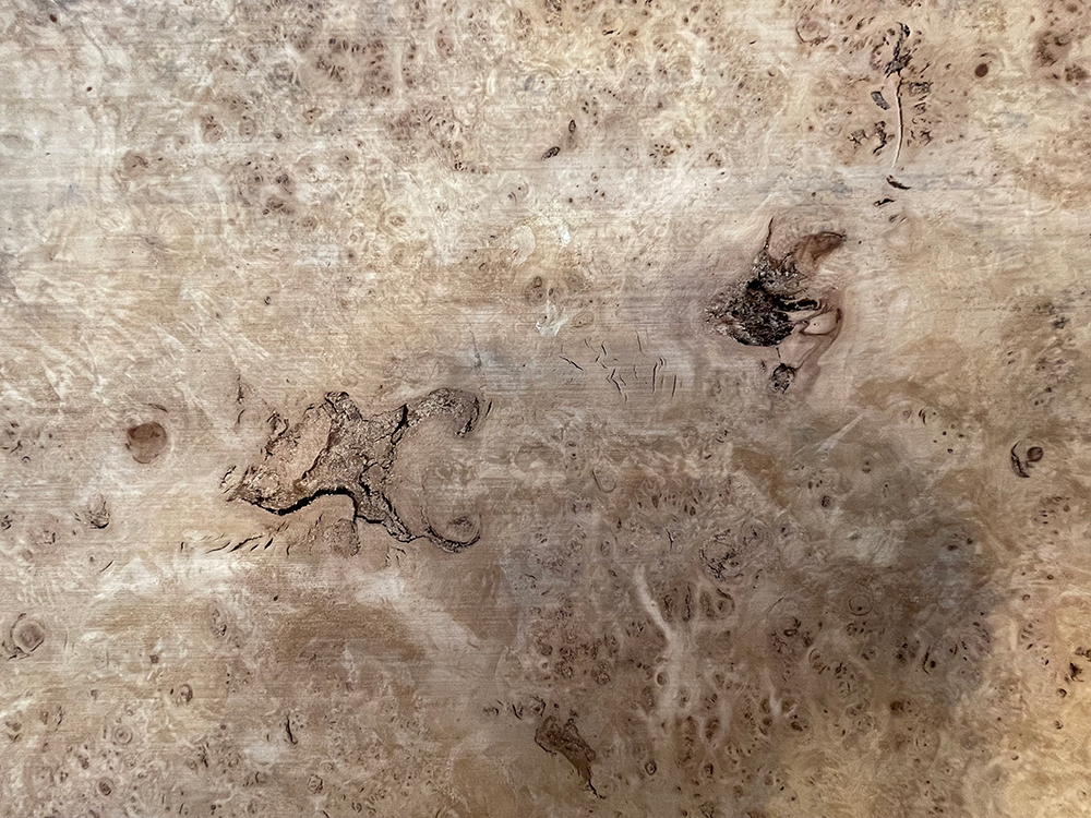 ポプラ瘤　輪切-Po00023