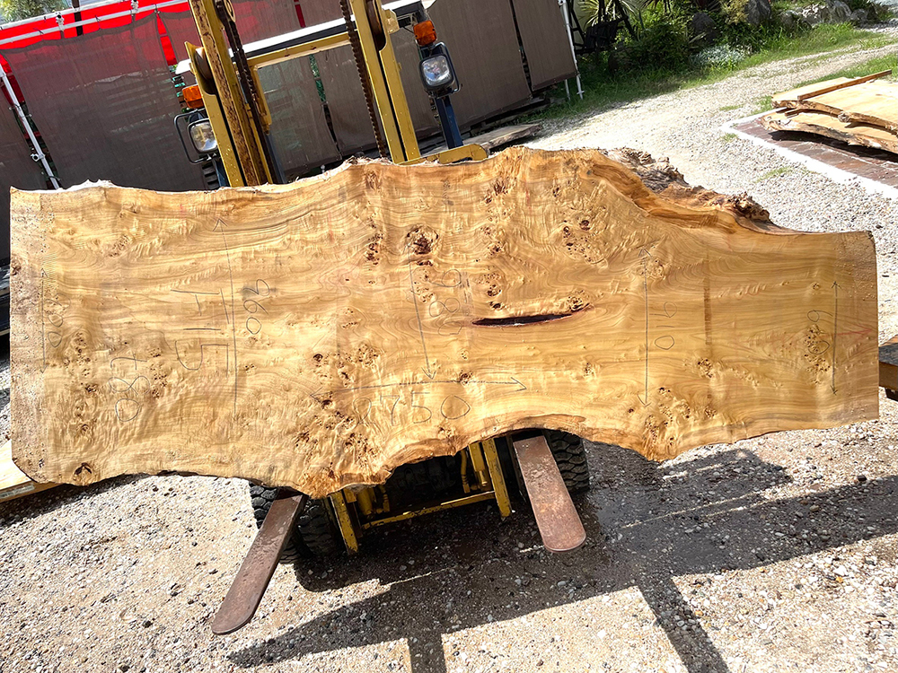 ポプラ瘤-Po00012