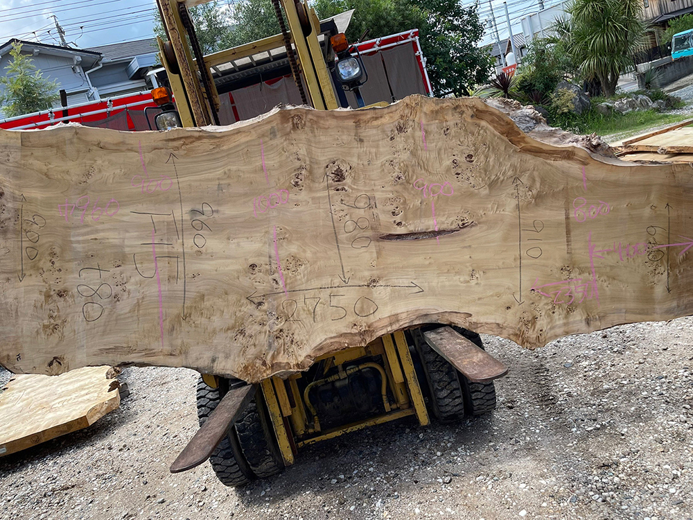 ポプラ瘤-Po00012