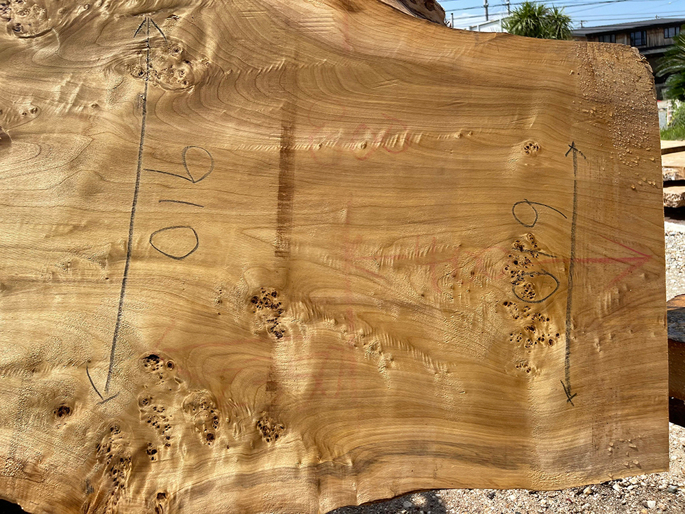 ポプラ瘤-Po00012