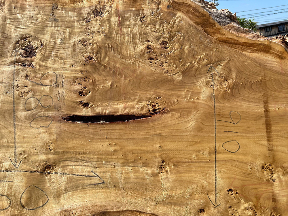 ポプラ瘤-Po00012