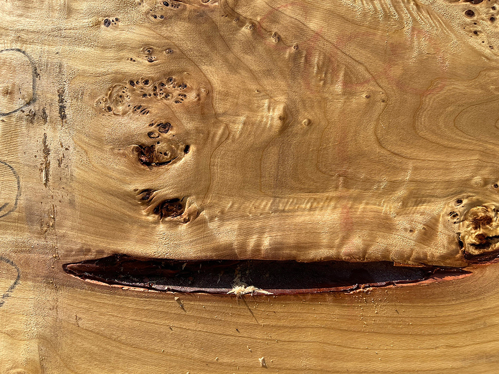 ポプラ瘤-Po00012