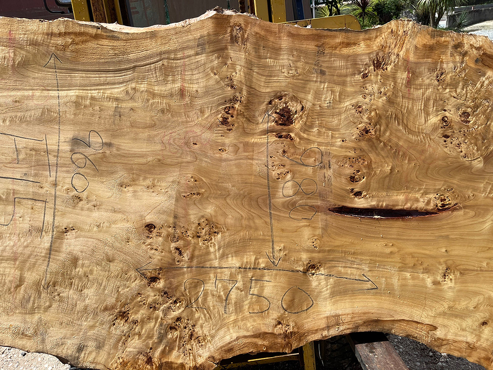 ポプラ瘤-Po00012