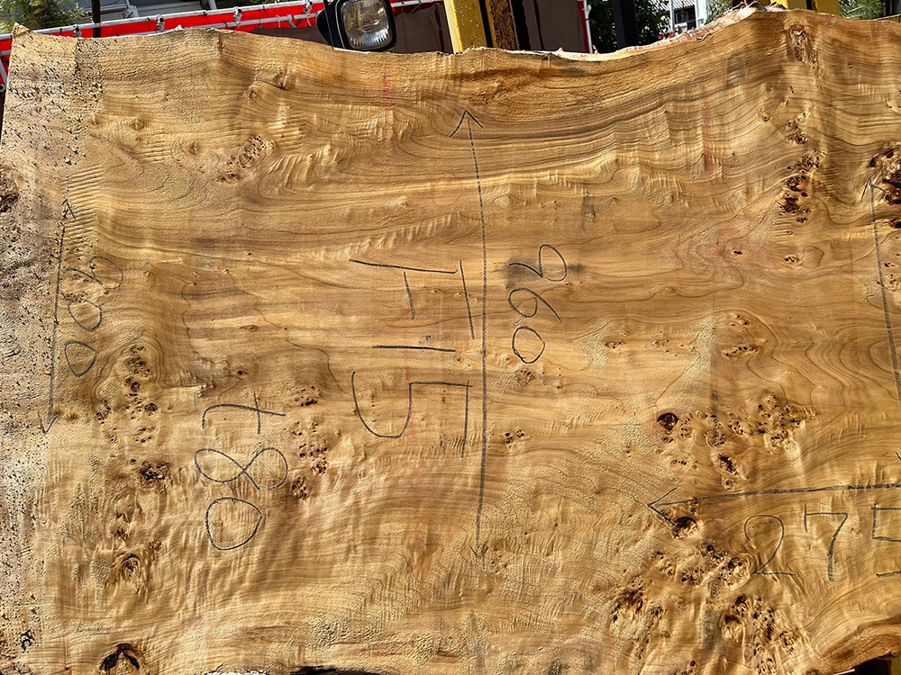 ポプラ瘤-Po00012