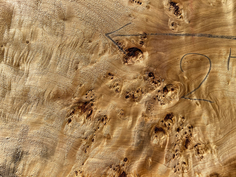 ポプラ瘤-Po00012