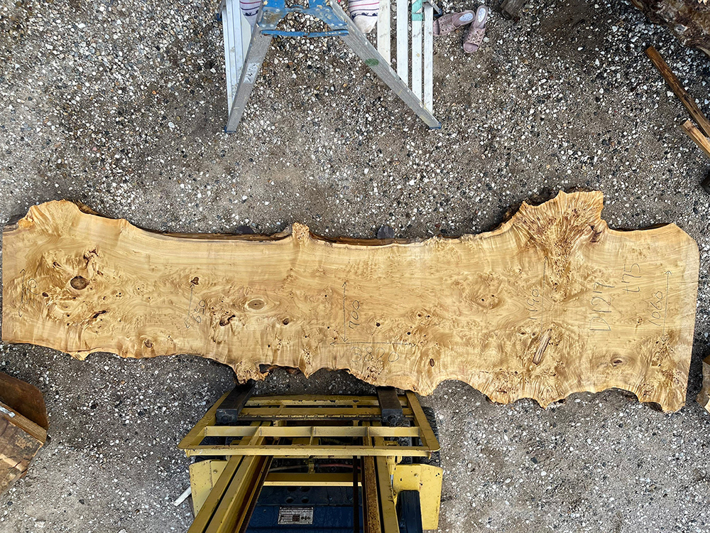 ポプラ瘤-Po00013