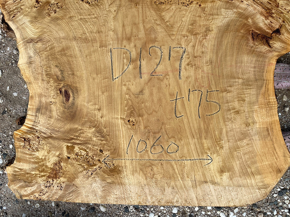 ポプラ瘤-Po00013