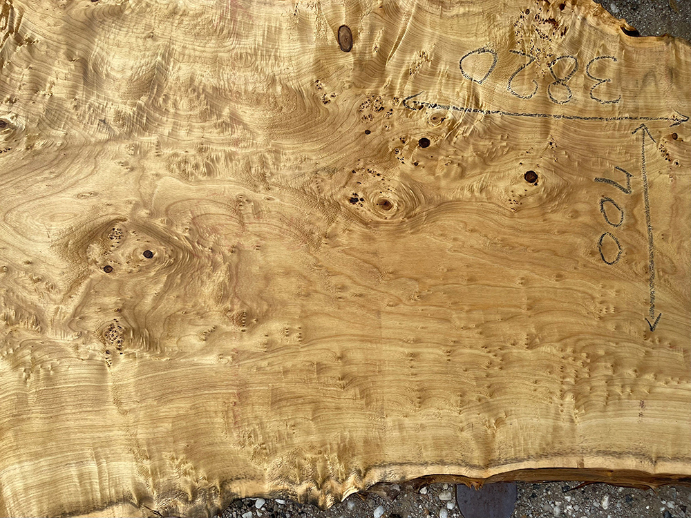 ポプラ瘤-Po00013