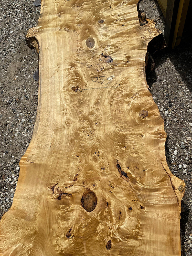 ポプラ瘤-Po00013