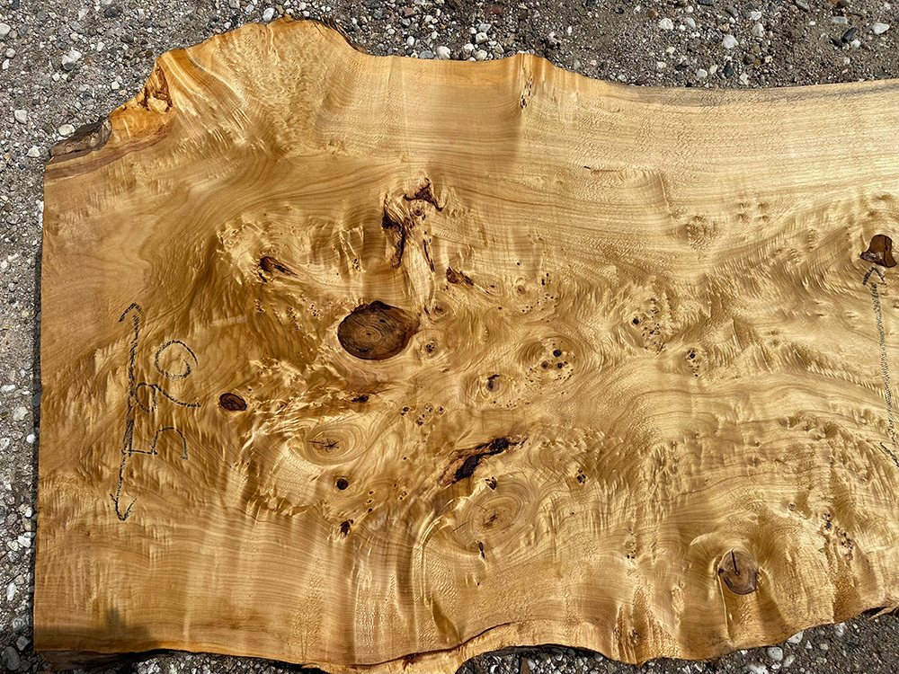 ポプラ瘤-Po00013