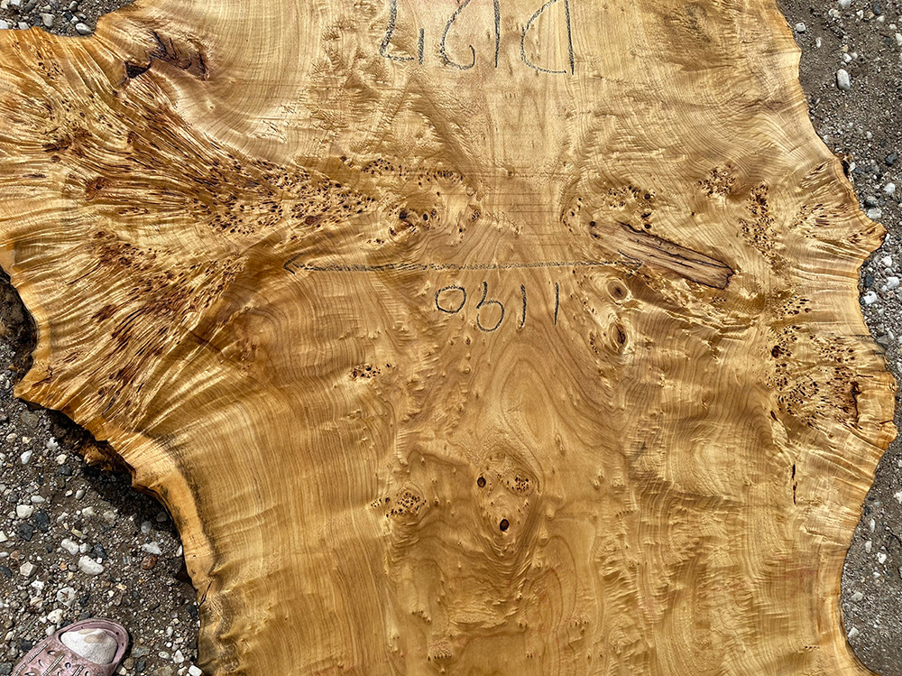 ポプラ瘤-Po00013