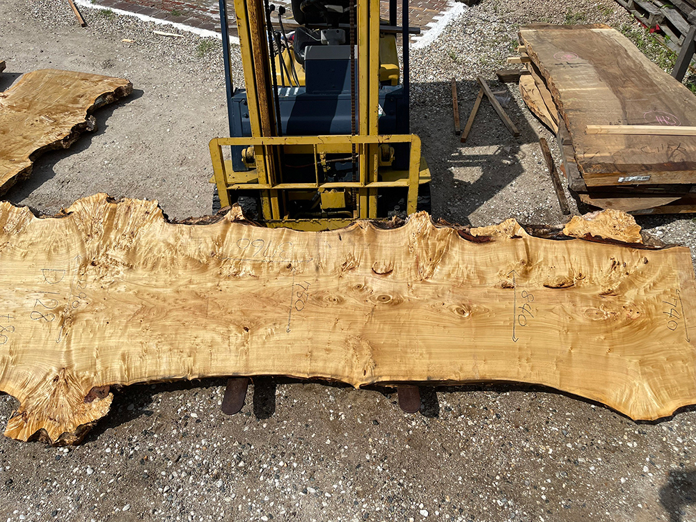 ポプラ瘤-Po00014