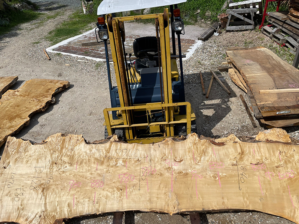 ポプラ瘤-Po00014