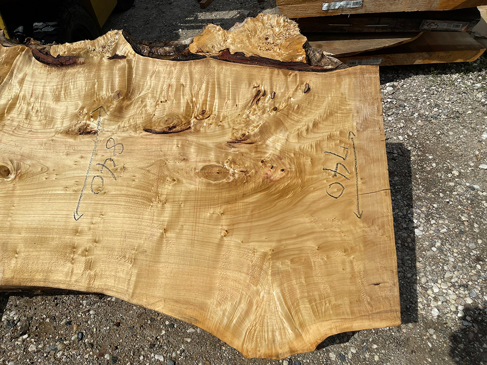 ポプラ瘤-Po00014