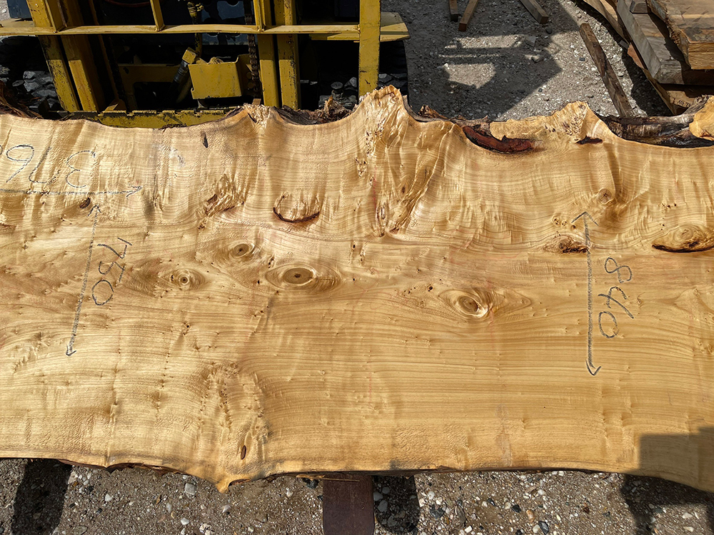 ポプラ瘤-Po00014