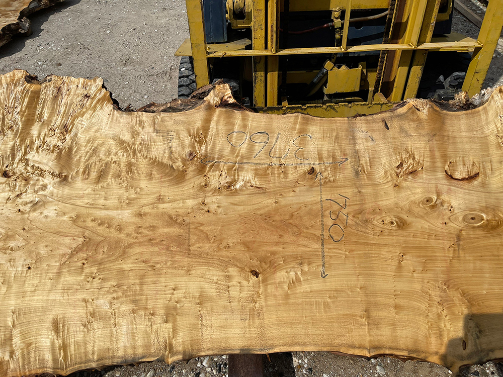 ポプラ瘤-Po00014