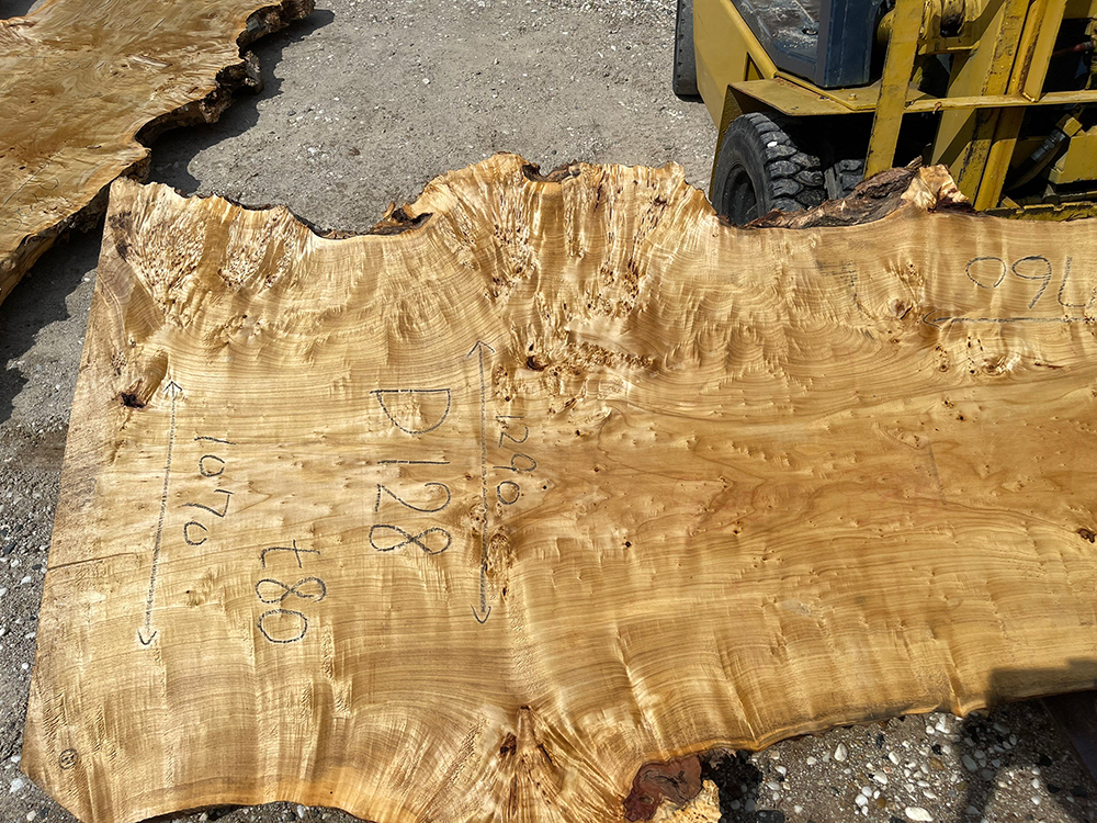 ポプラ瘤-Po00014