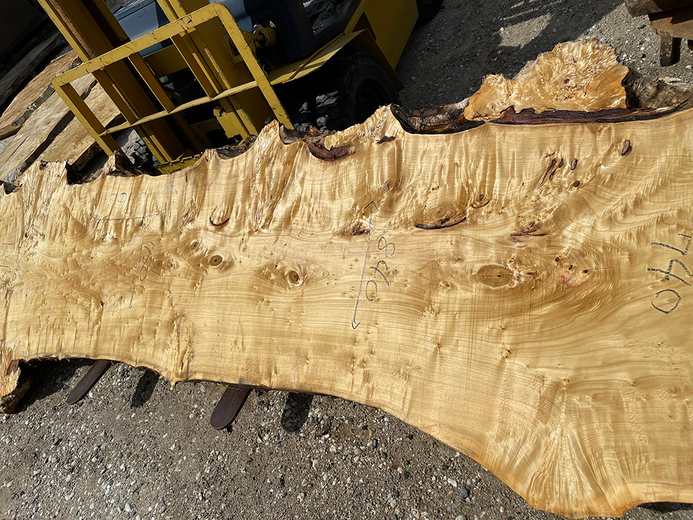 ポプラ瘤-Po00014