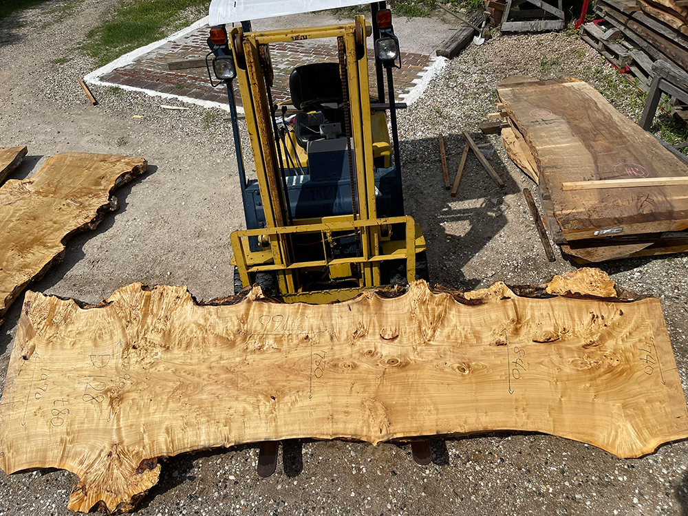 ポプラ瘤-Po00014