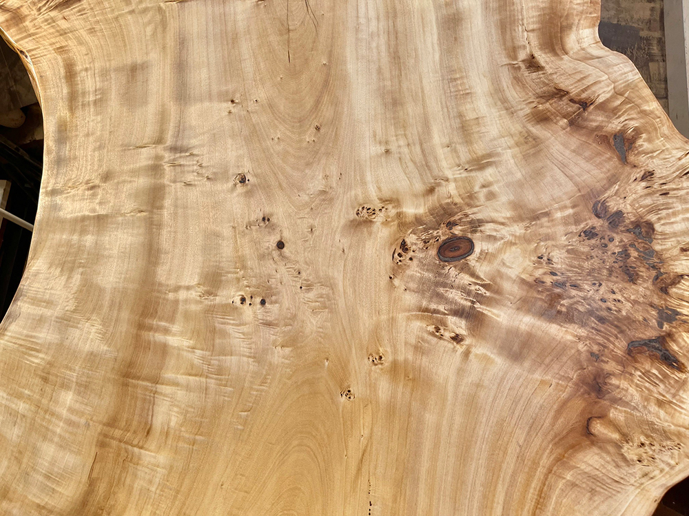 ポプラ瘤-Po00021