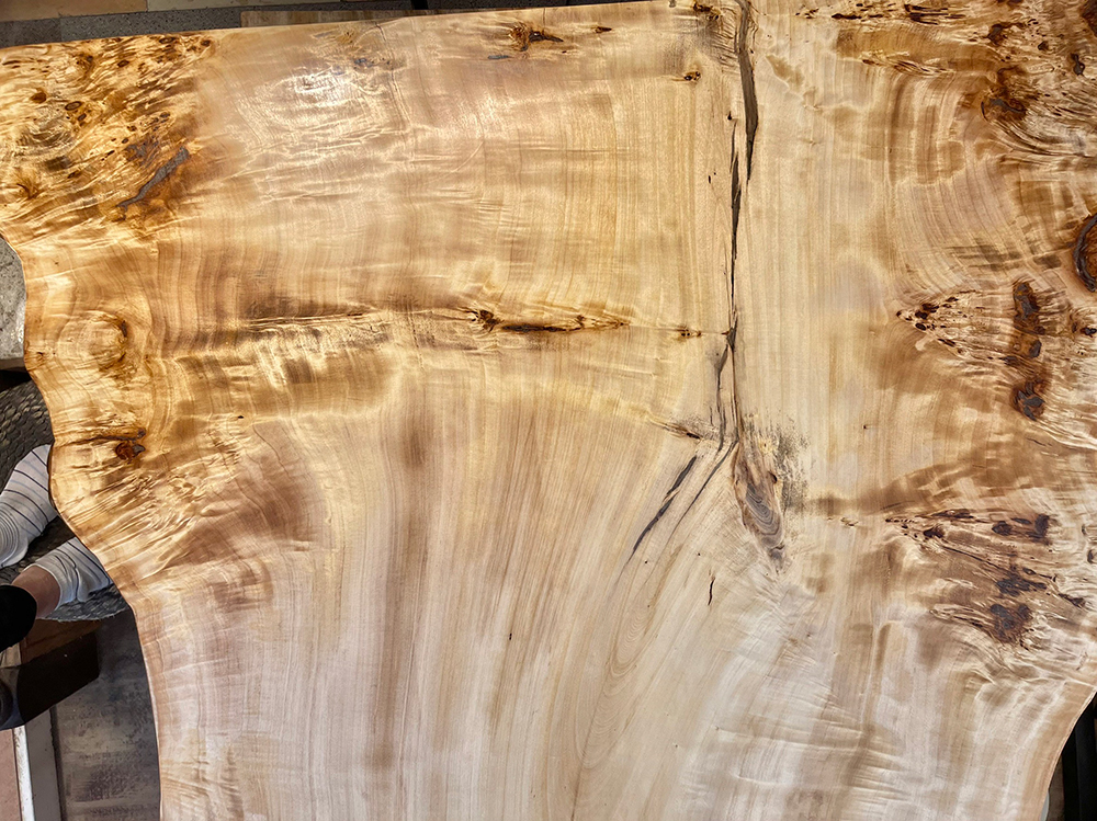 ポプラ瘤-Po00021