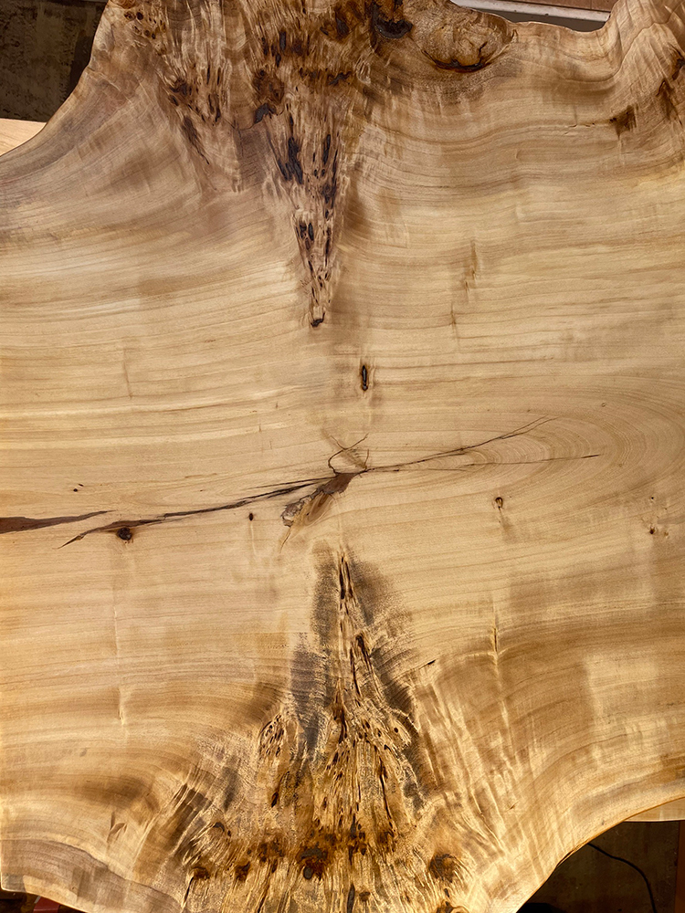 ポプラ瘤-Po00021