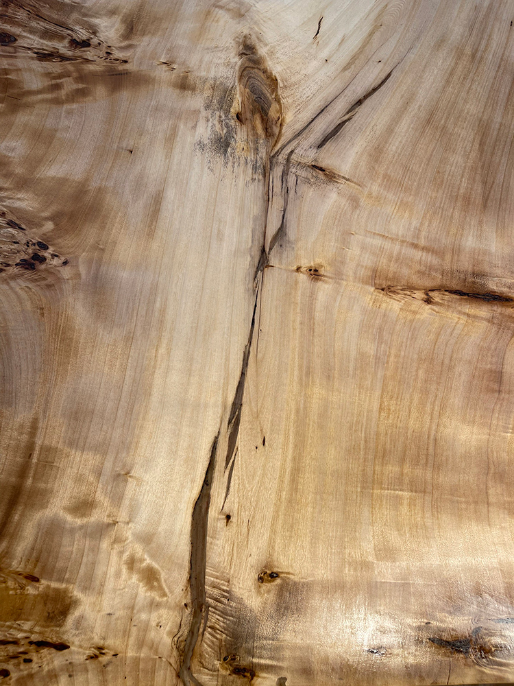 ポプラ瘤-Po00021