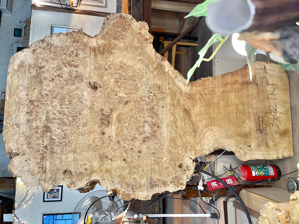 ポプラ瘤　輪切-Po00020