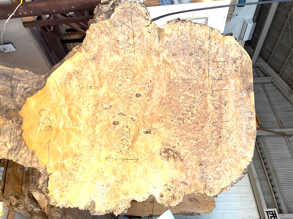 ポプラ瘤　輪切-Po00020