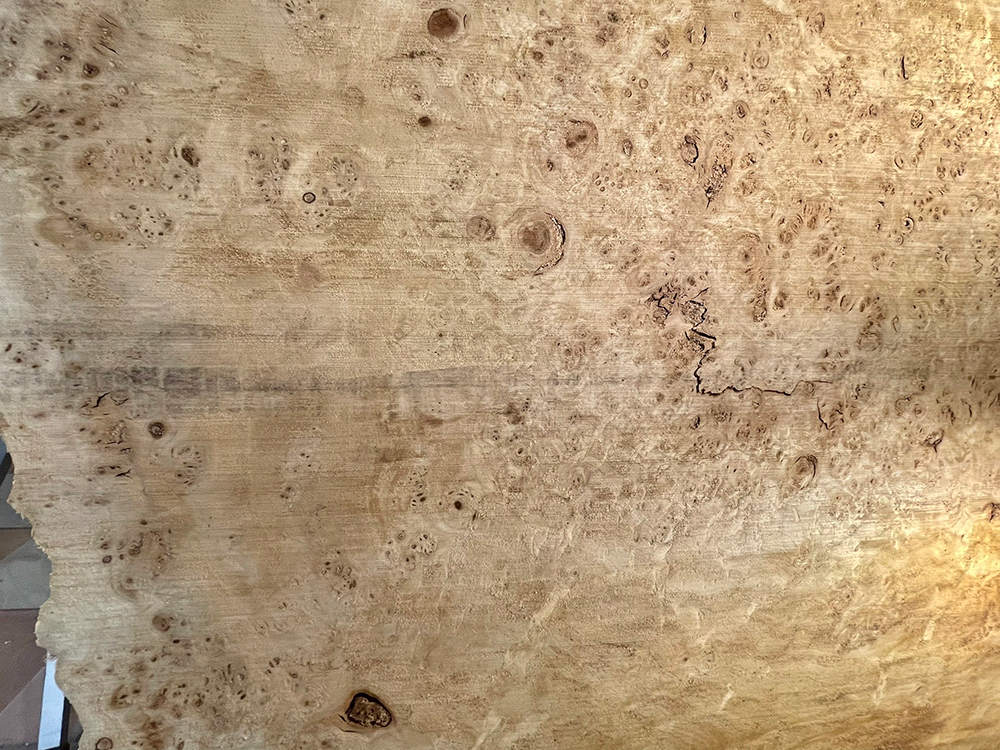 ポプラ瘤　輪切-Po00020