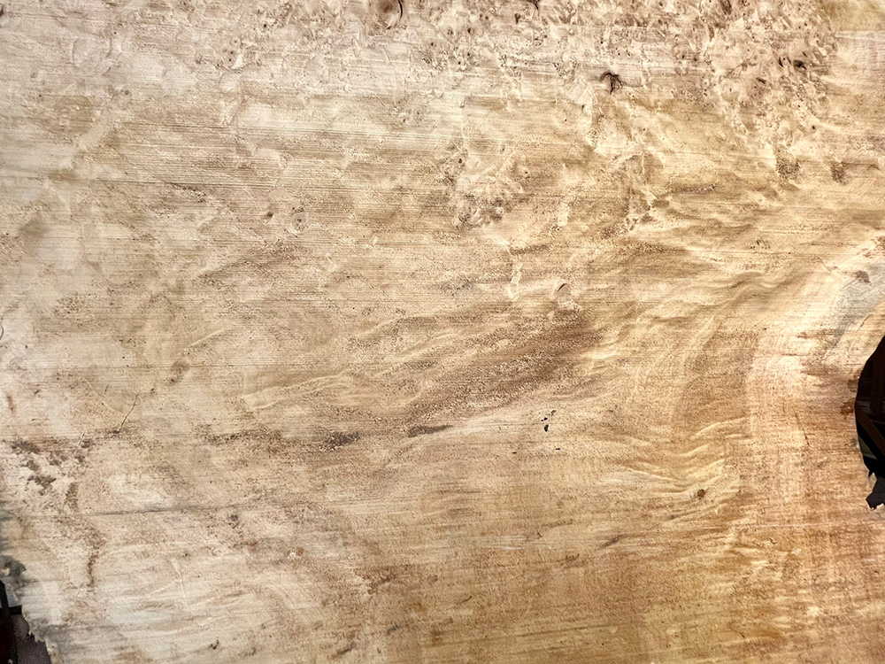 ポプラ瘤　輪切-Po00020