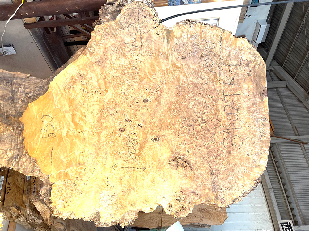 ポプラ瘤　輪切-Po00023