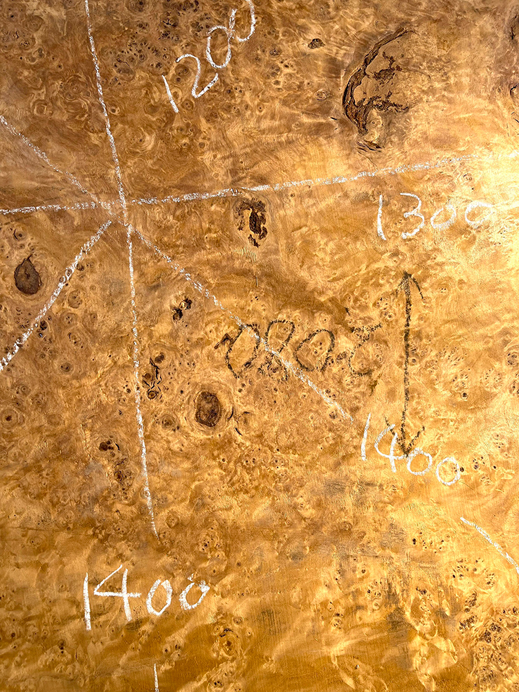 ポプラ瘤　輪切-Po00023