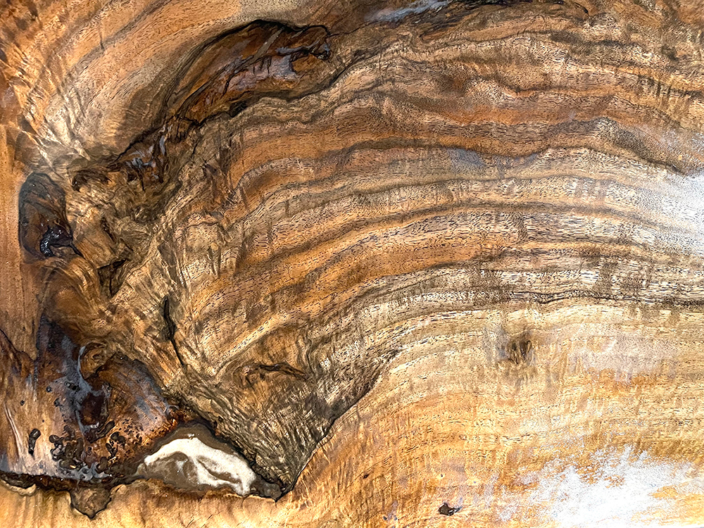 バストゥーンウォールナット Ba00074